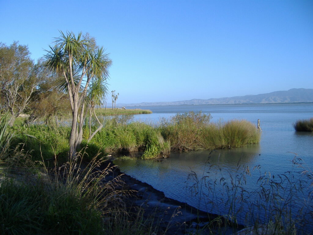 A landscape shot of a wetland.