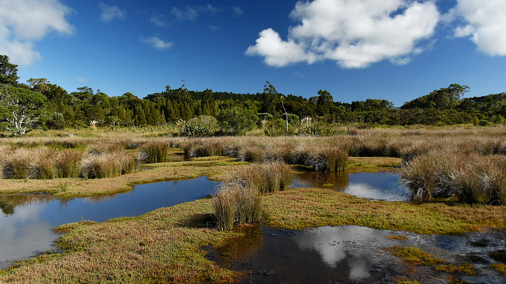 A landscape shot of a wetland.