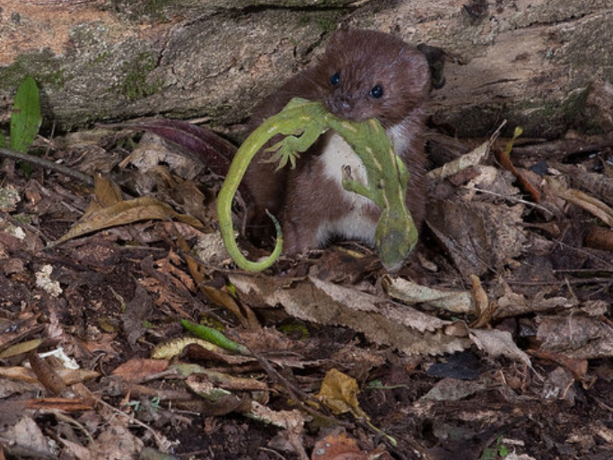 A weasel on leaf litter with gecko in mouth
