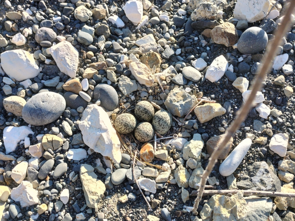 Eggs blending in on a rocky beach.