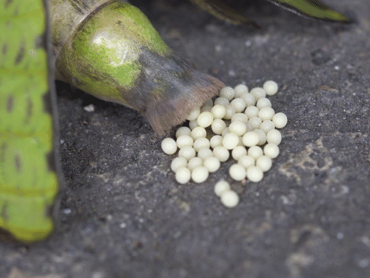 Eggs being deposited by a moth.