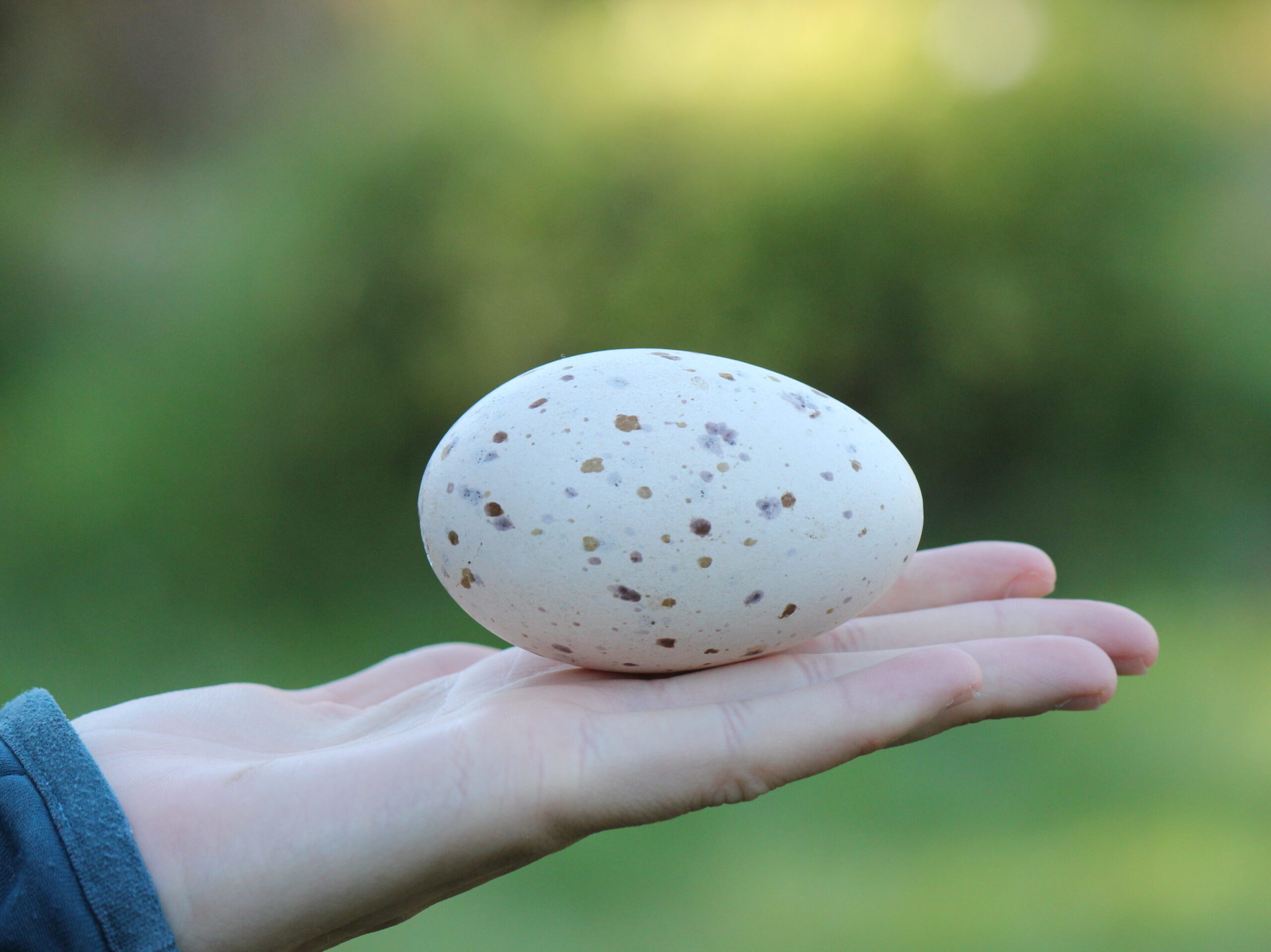 Spotted takahē egg in hand.