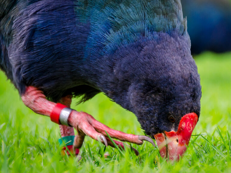 5 life lessons from our takahē Predator Free NZ Trust