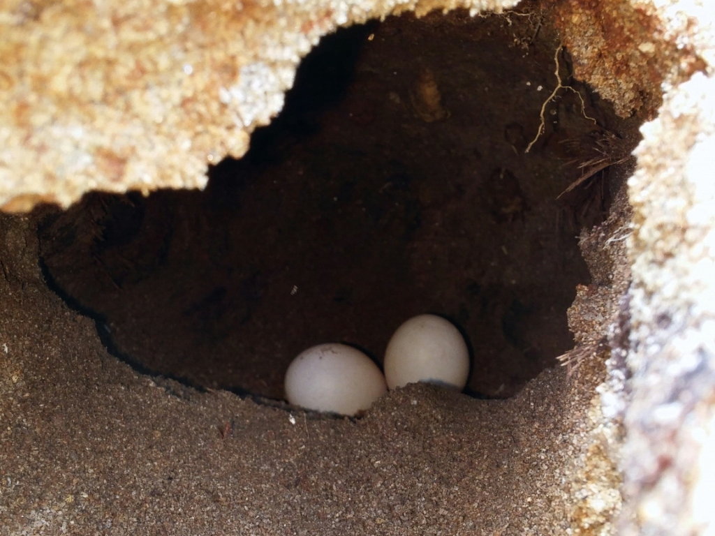 Eggs in a burrow.