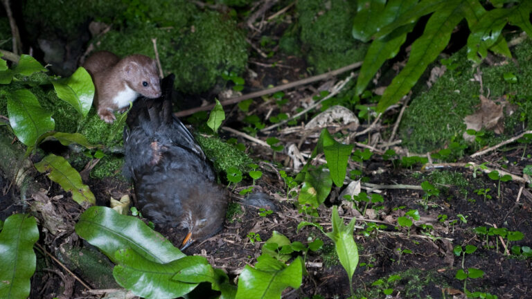 Weasel with a blackbird.