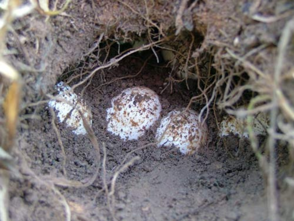 Eggs buried in the ground.