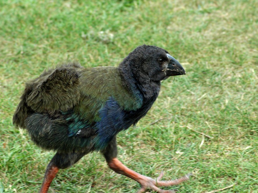 A takahē chick walking on a lawn.