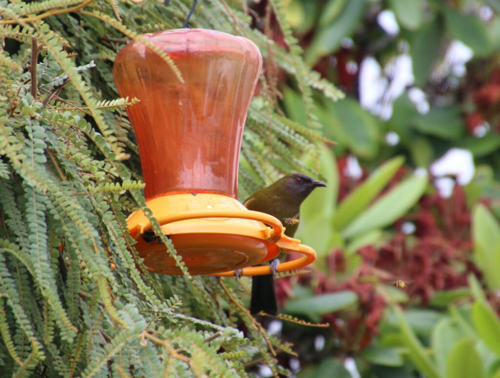 A nectar feeder in a tree.