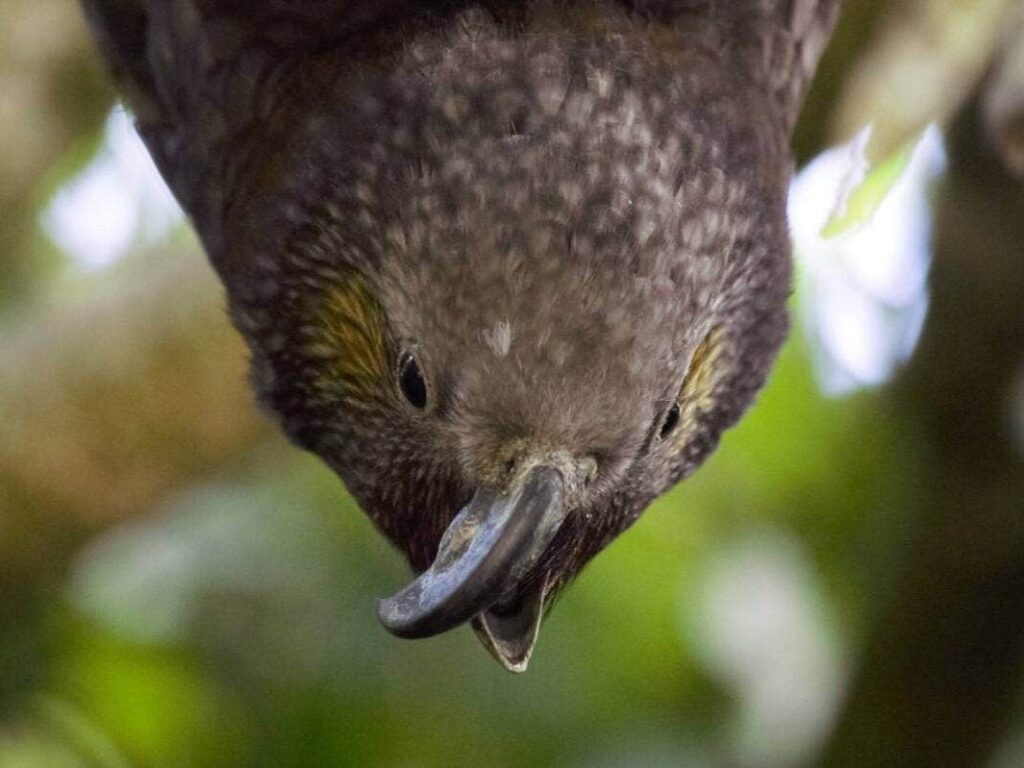 A close up of a kākā with a deformed beak.