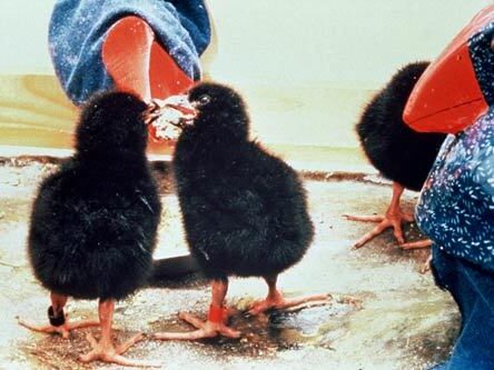 Takahē chicks pecking the 'beak' of a takahē puppet to mimick being fed food.