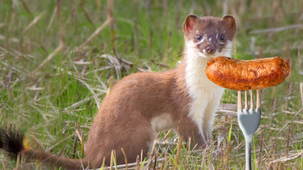 Stoat with sausage on a fork.