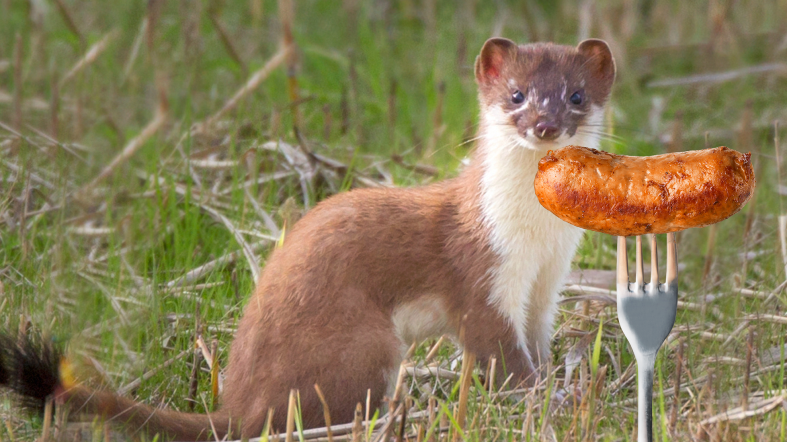 sausages-on-the-menu-trials-target-feral-cats-and-stoats-predator