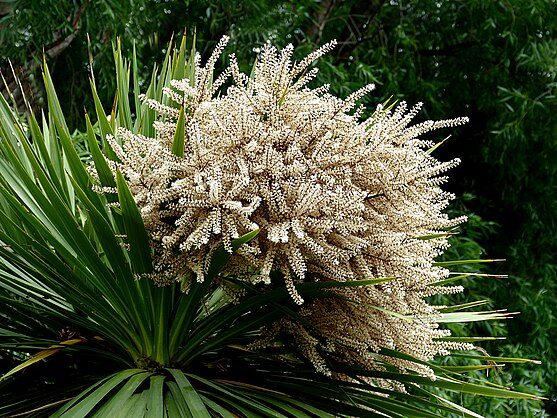 Close up of a cabbage tree in bloom.