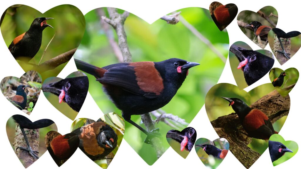 Collage of tieke in heart shapes