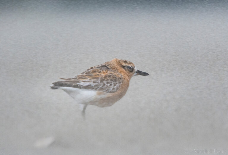 NZ Dotterel in Sandstorm