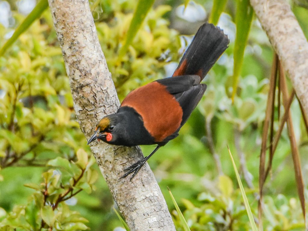 Tīeke showing off saddleback.