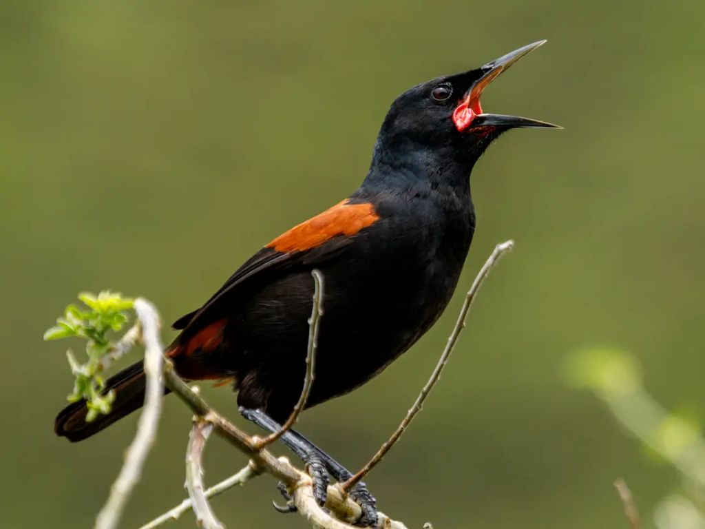 A tīeke with bill open singing.