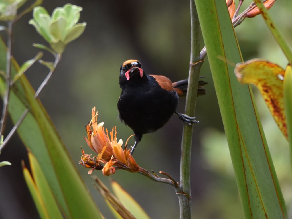 Tīeke doing splits in a harakeke bush.