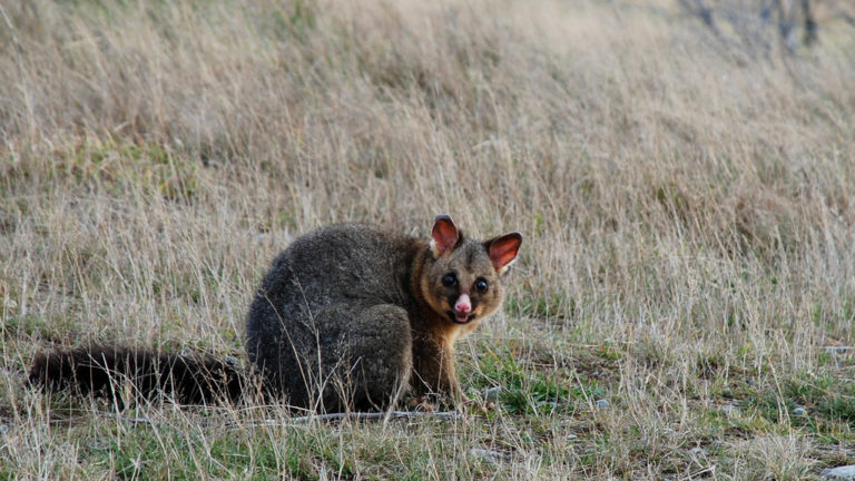 A possum in a dry grassy field.