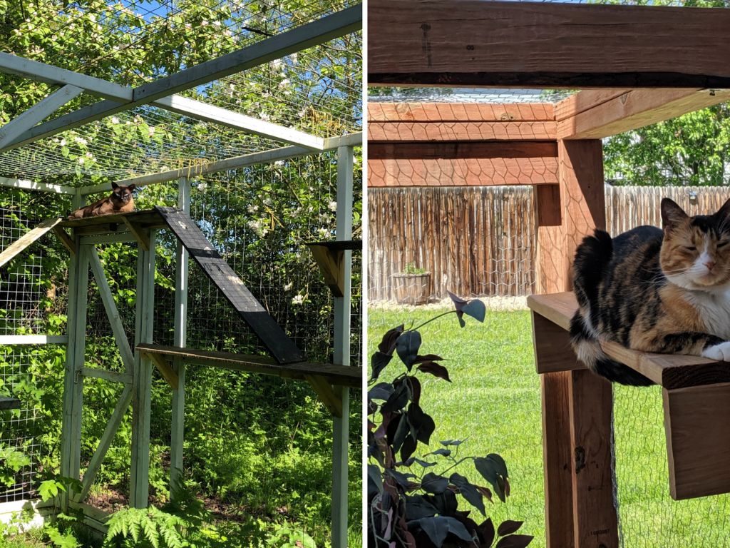 Cats lounge inside mesh catios in a backyard.