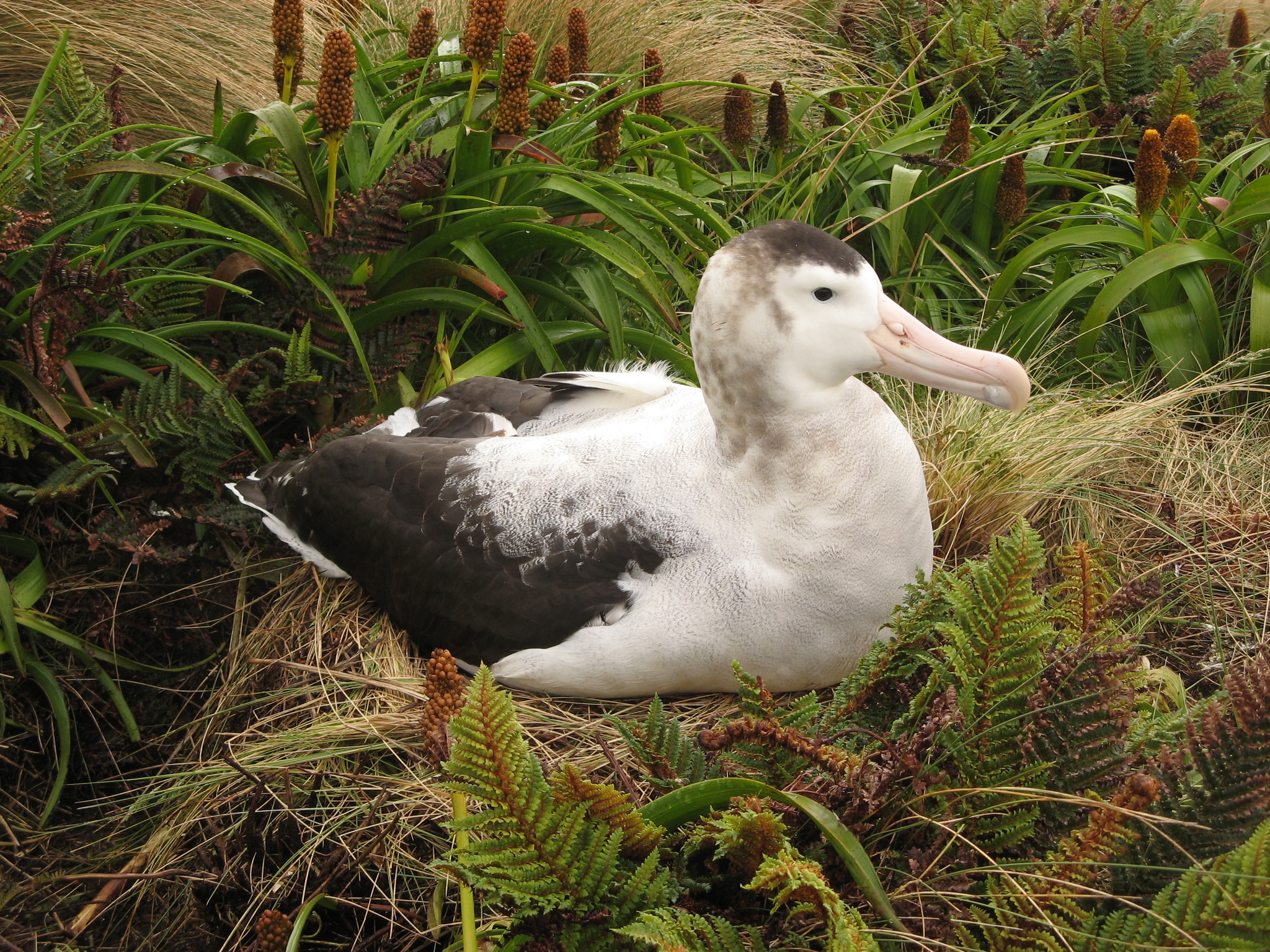 Antipodean albatross on a nest