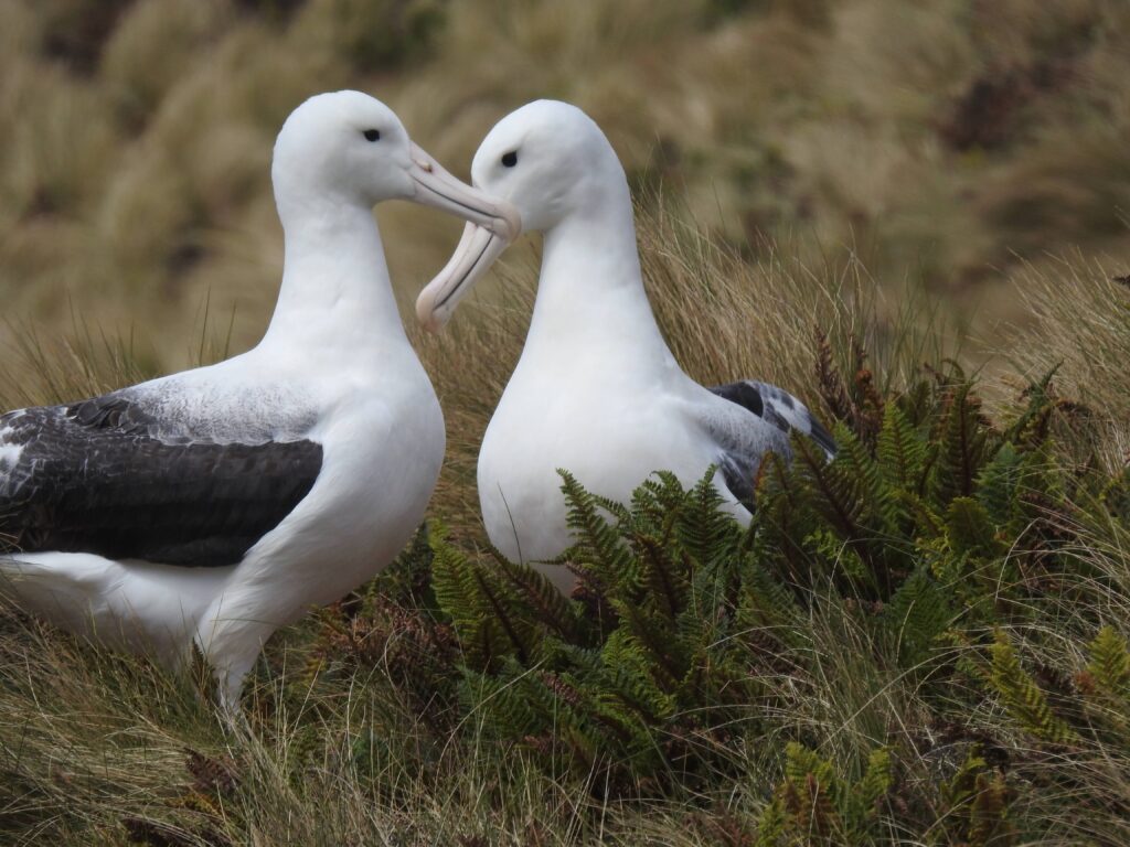 Two toroa (albatross)