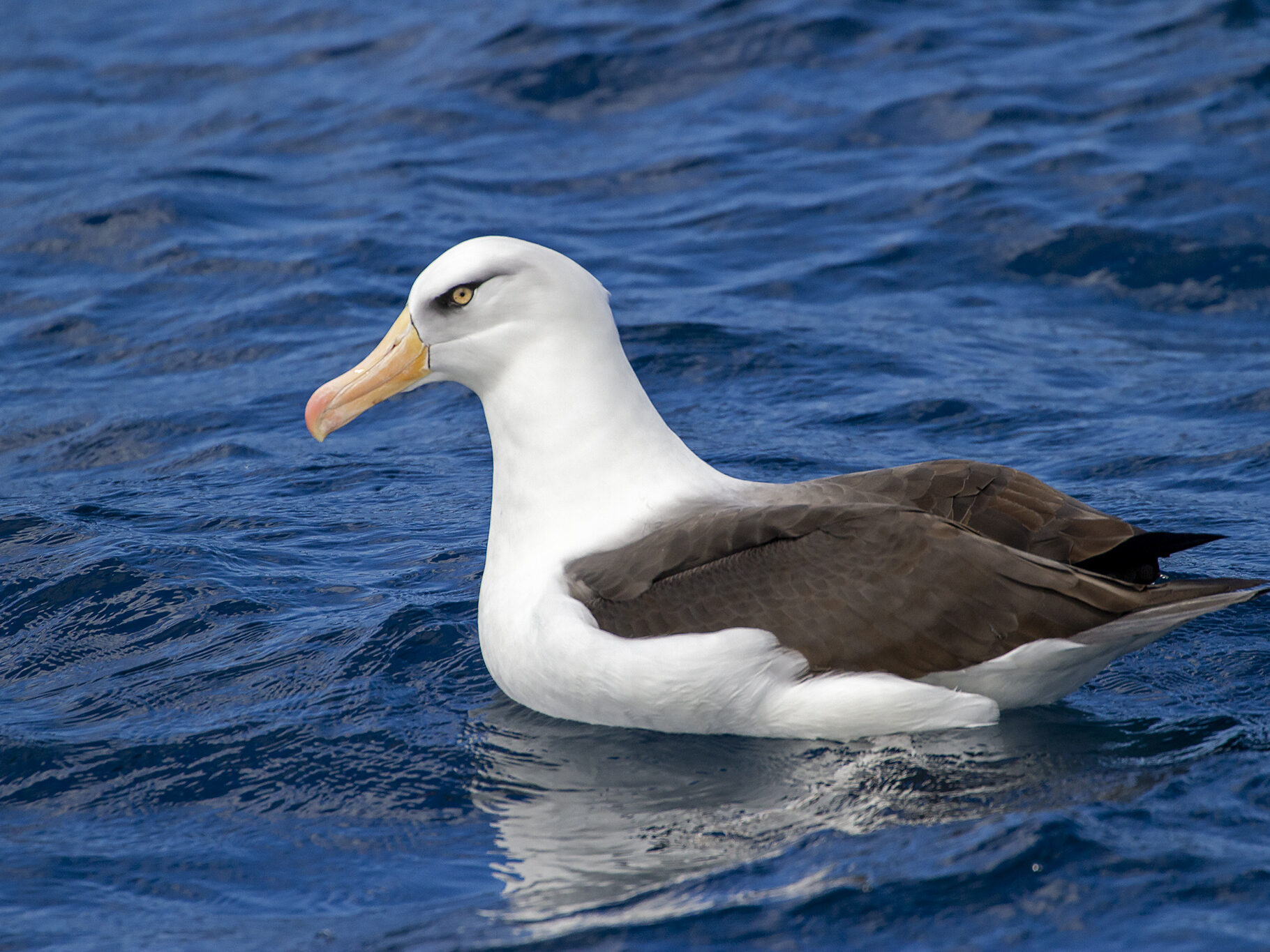 Black Browed Albatross floating on the water.