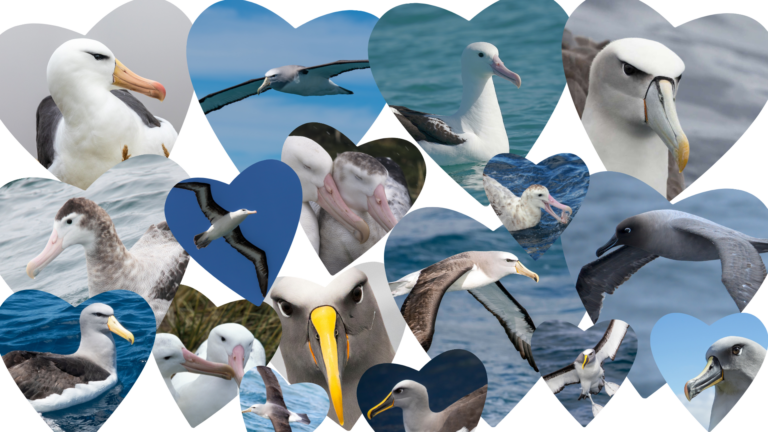 A collage of toroa (albatross)