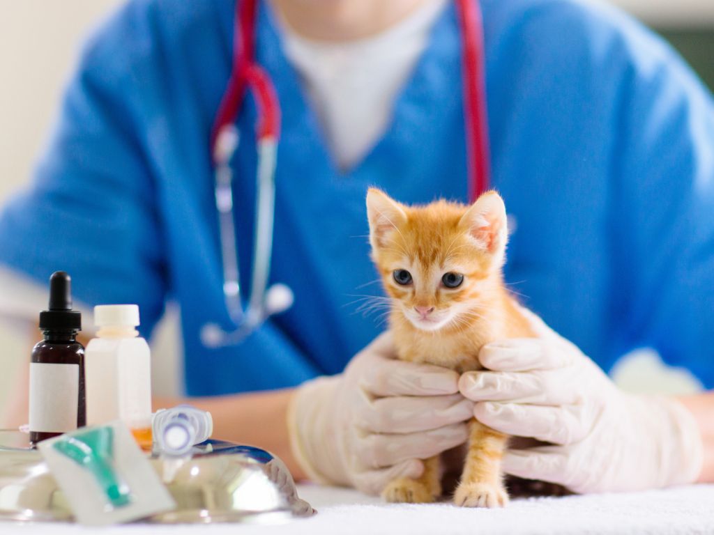 A nurse carefully holds onto an orange kitten.