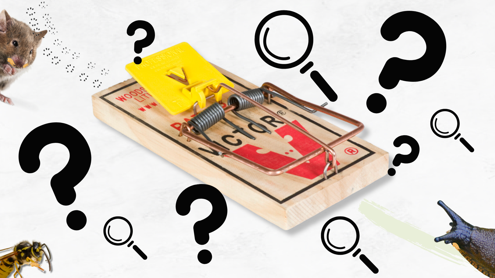 Why Aren't Mouse Traps Effective? Rodent Prevention Tips