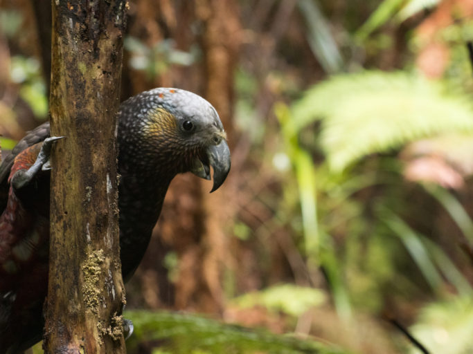 A kaka perched in forest
