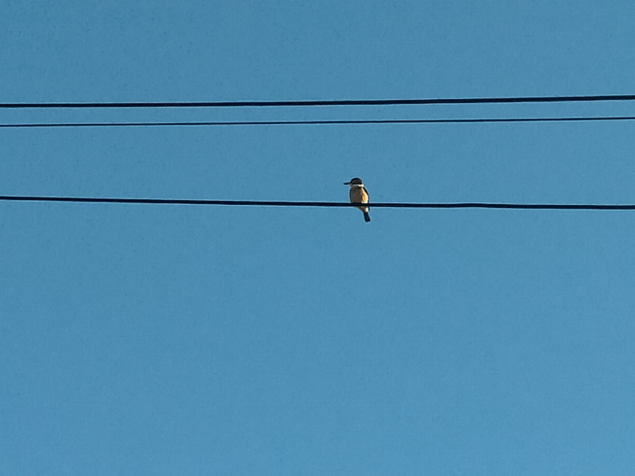 A sacred kingfisher on a powerline