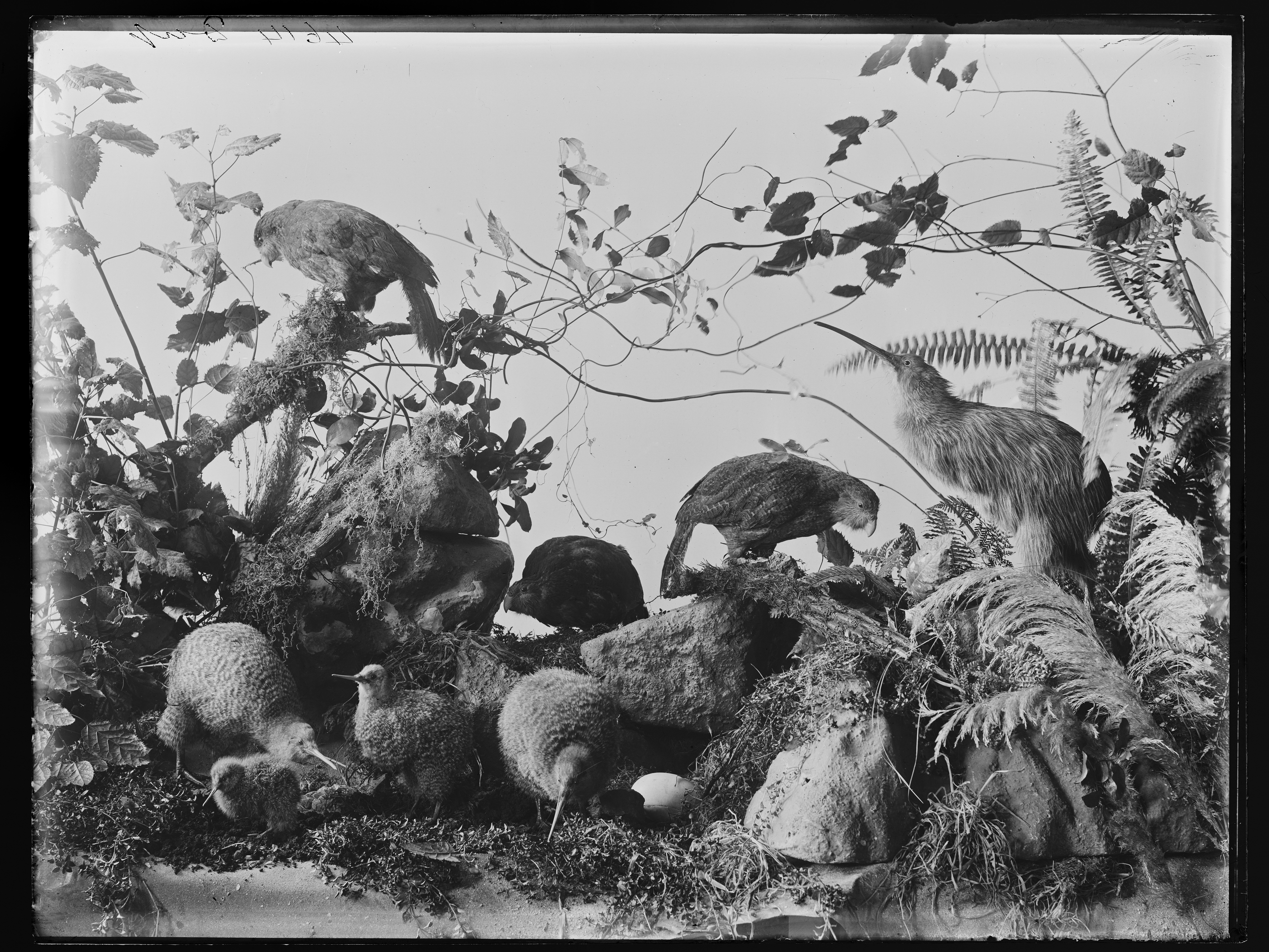 An imagined vision of kākāpō and kiwi enjoying life in Aotearoa free of introduced predators. Kakapo & Kiwi, 1889, Dunedin, by Burton Brothers studio. Te Papa (C.018271)
