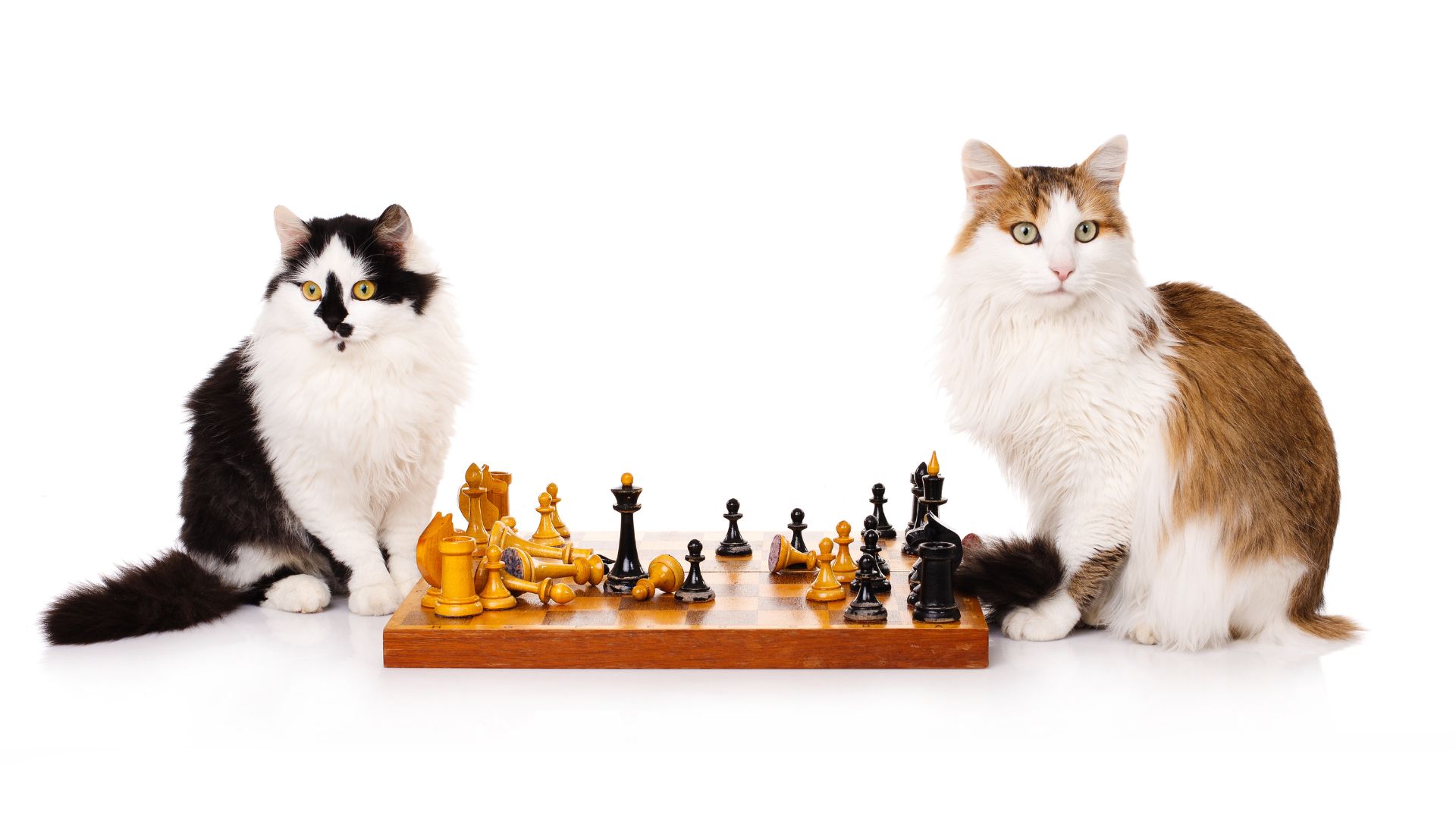 Two cats playing chess