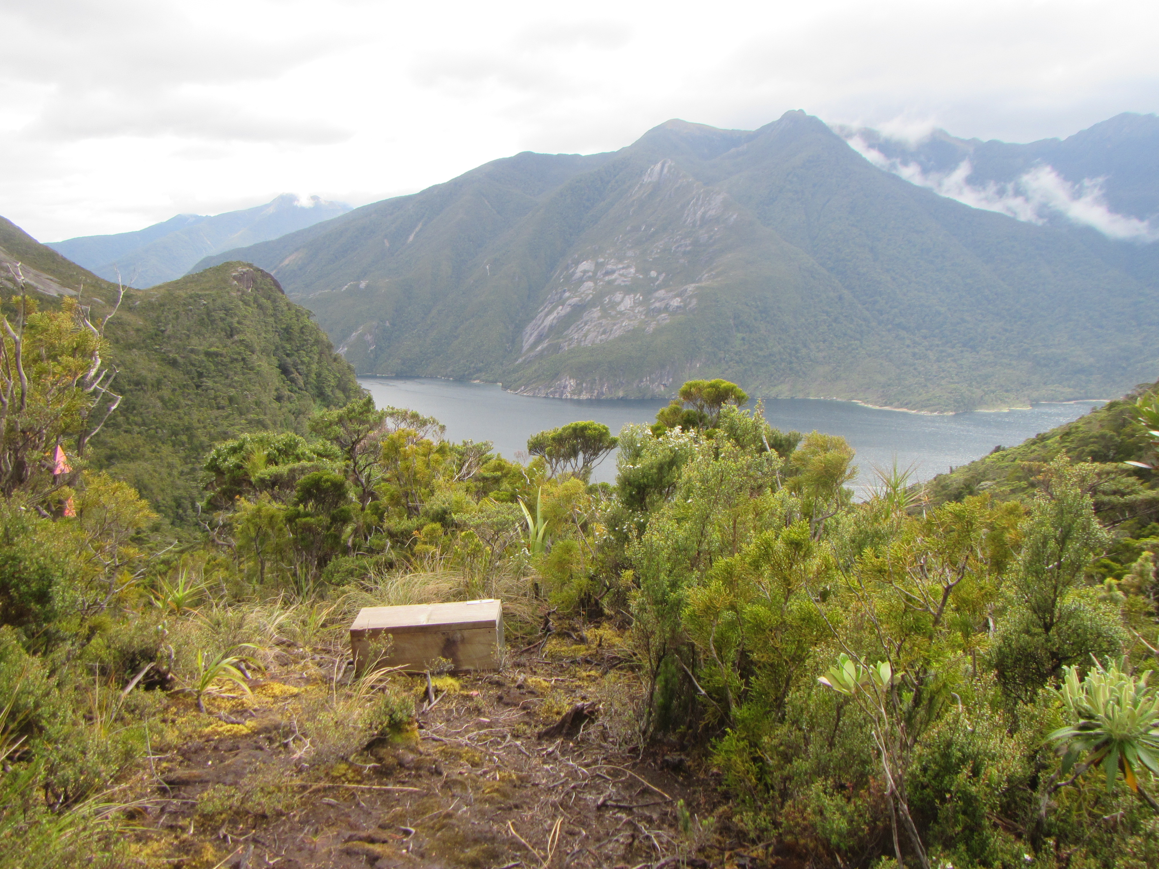A stoat trap with a misty view into Doubtful Sound.