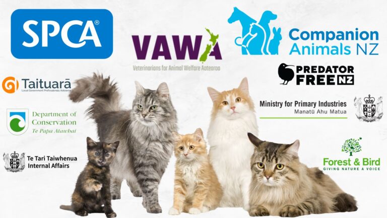 Animal welfare agencies’ views on cat management 