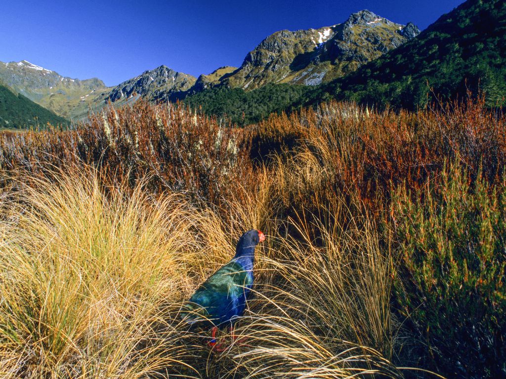 A takahē in tussock surrounded by mountain scenery