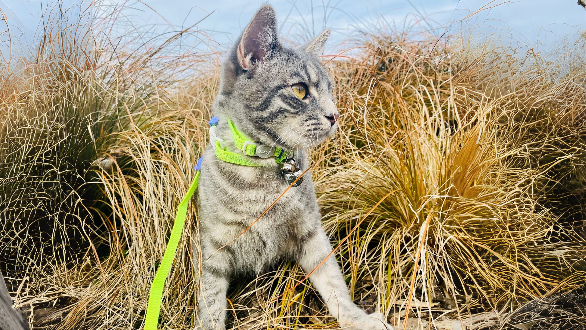 A cat on a leash outside