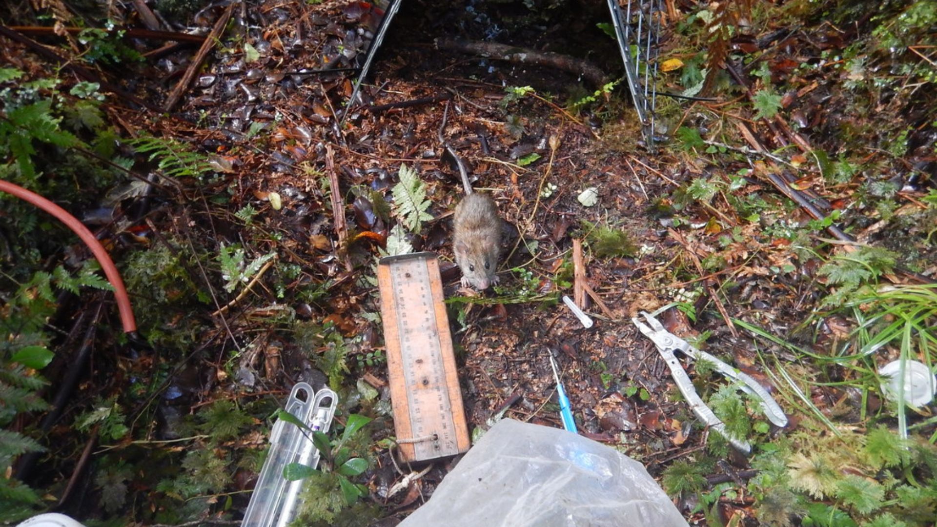 A rat in Fiordland surrounded by measuring tools.