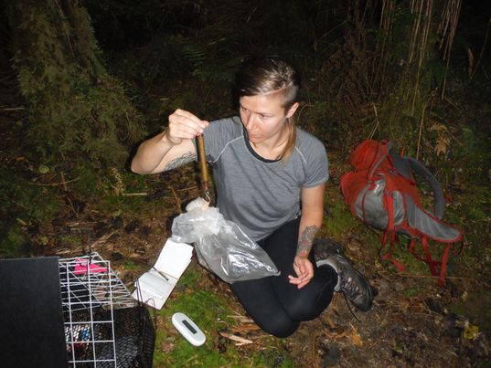 A researcher measuring a rat in the field.