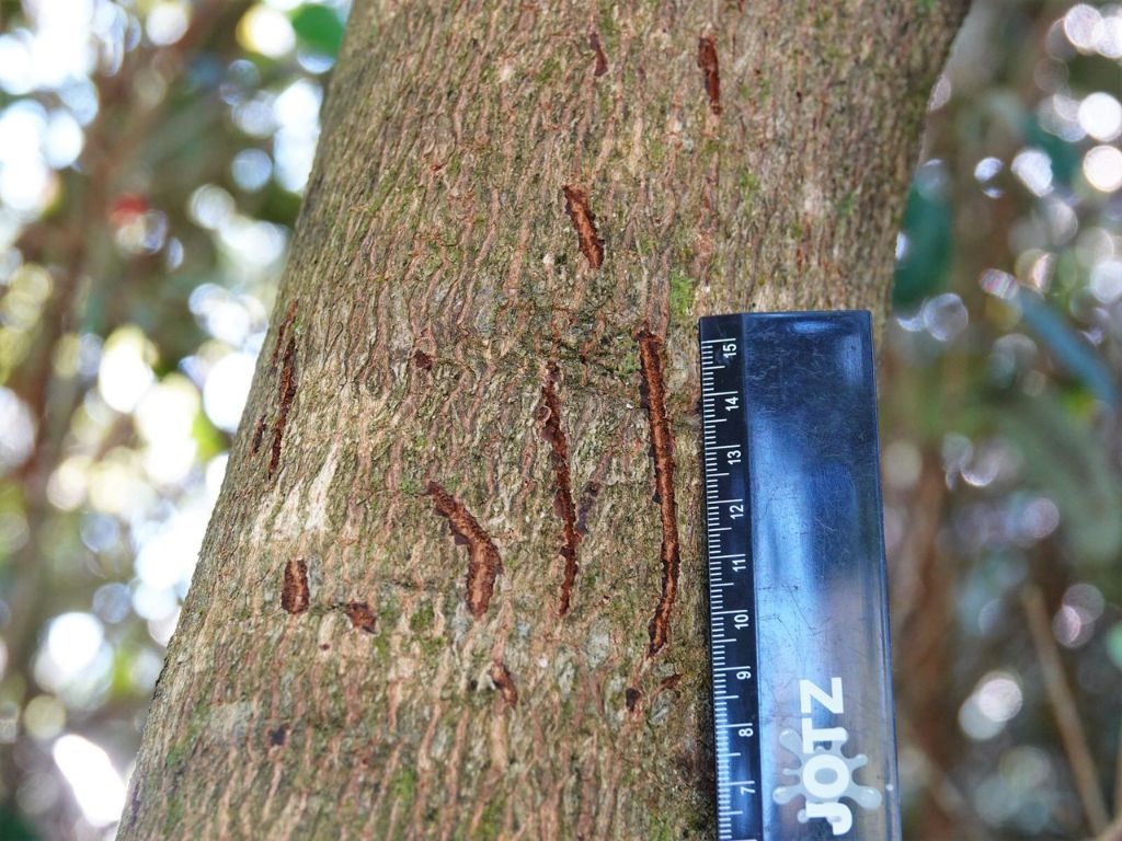 Possum scratch marks on a tree
