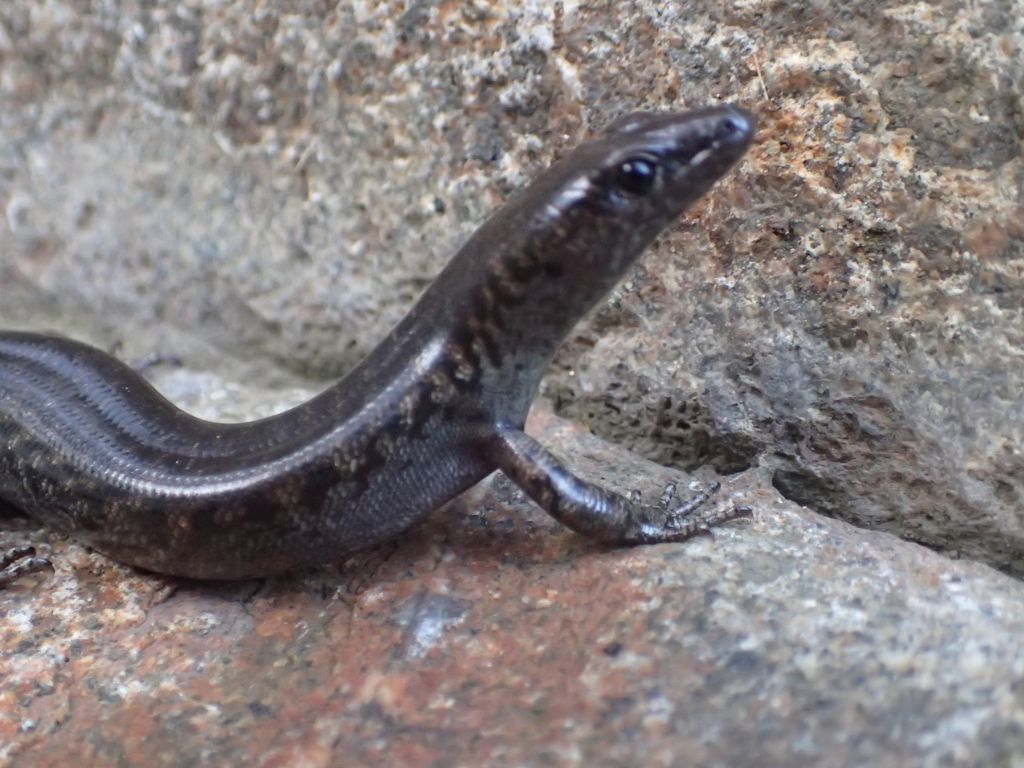 Suter's or egg-laying skink on a rock.