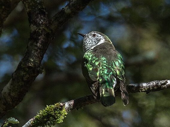 A shining cuckoo with its shining emerald back feathers in the sun.