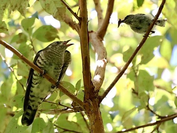 A shining cuckoo in a tree with its grey warbler foster parent close by.