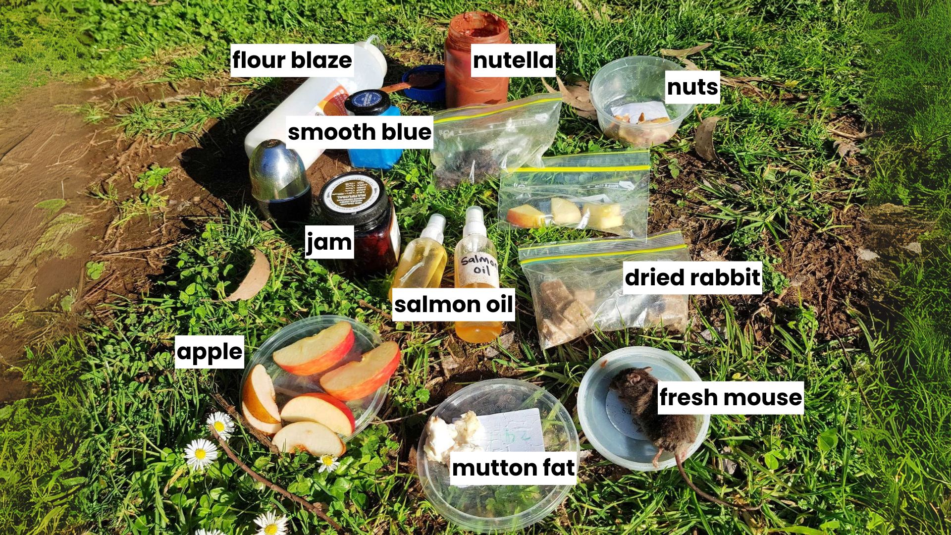 A bunch of different lures spread onto the grass including jam, flour blaze, salmon oil, nutella, dried rabbit.