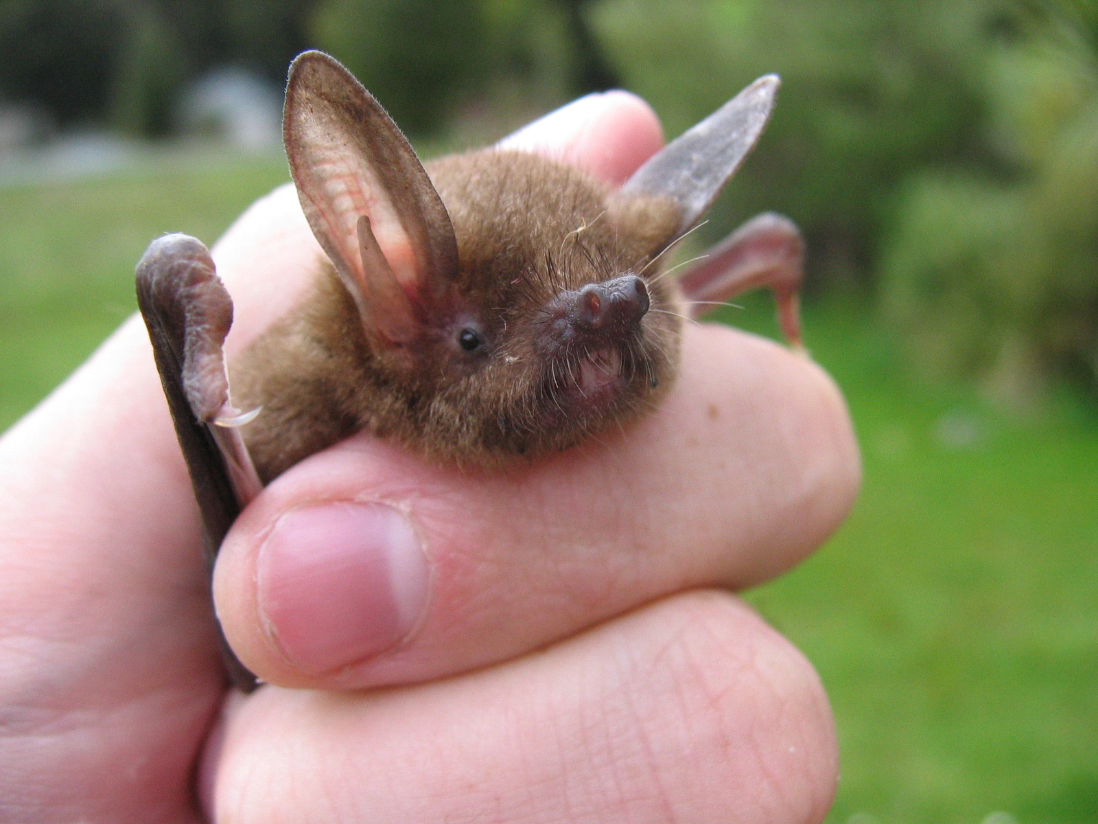 A lesser short-tailed bat beding carefully help.