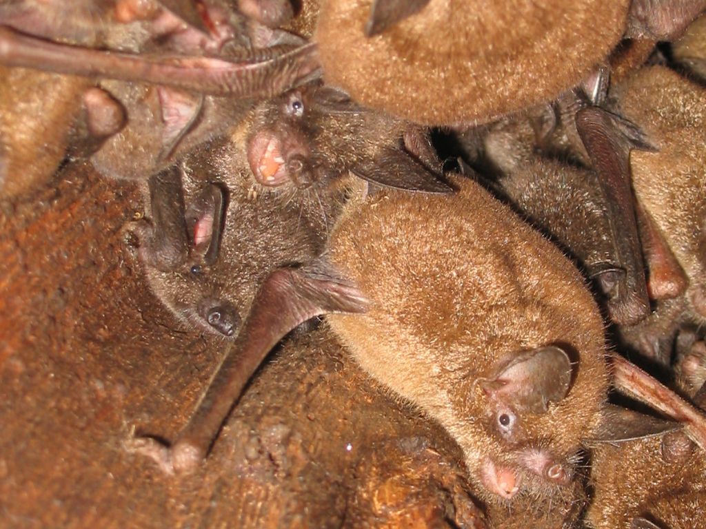 A roost of lesser short-tailed bats.