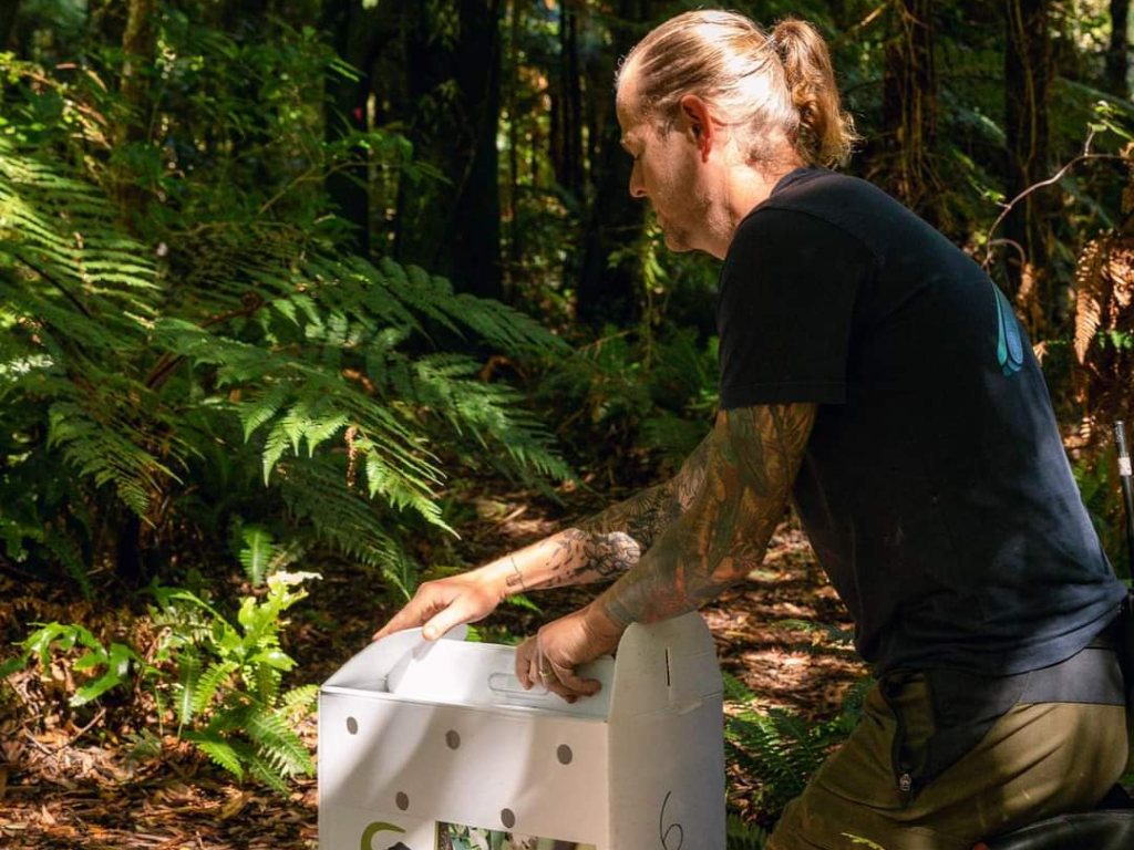 Man releasing native bird from a box in a forest.
