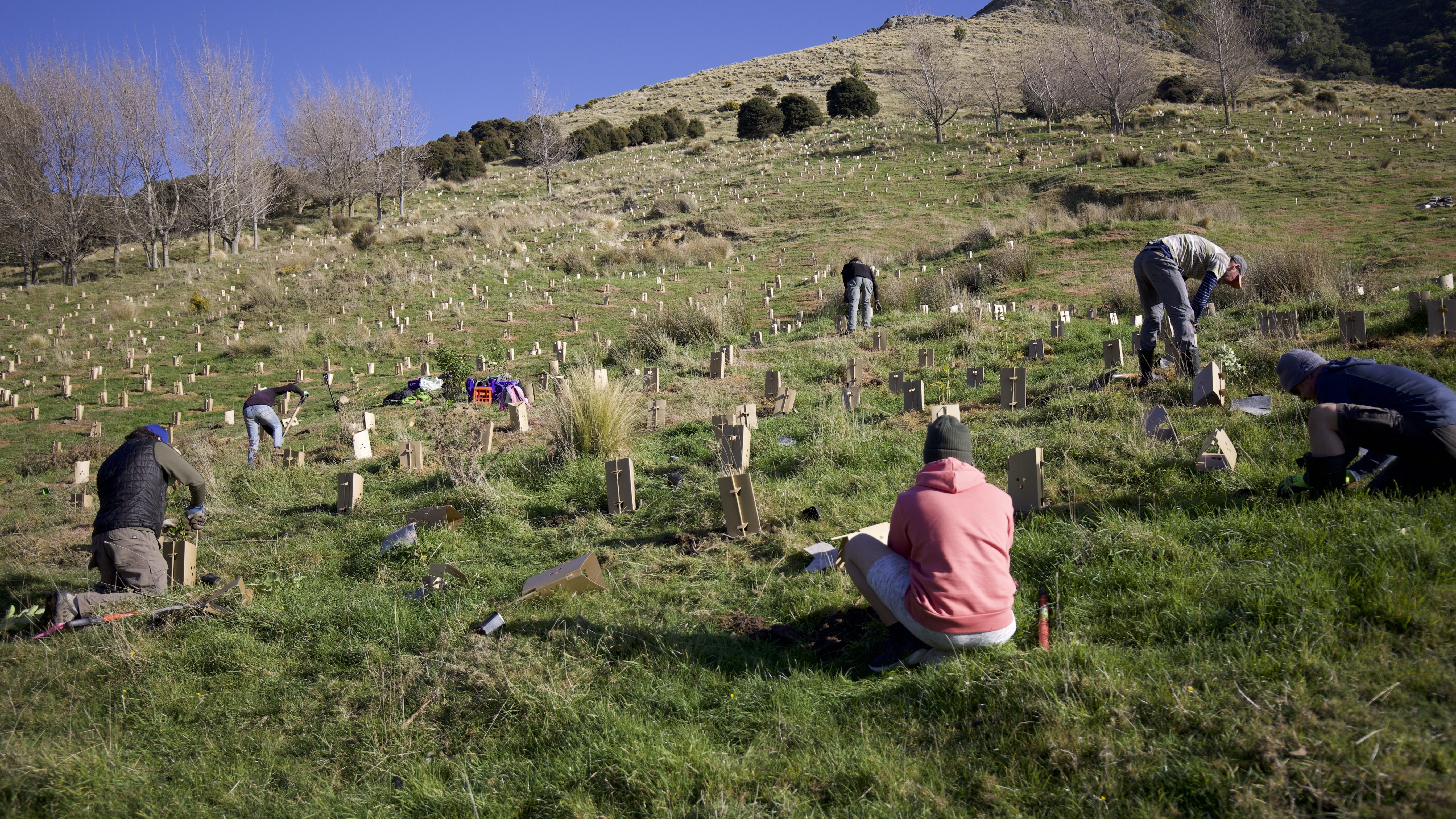 Volunteers planting native trees on a hillside