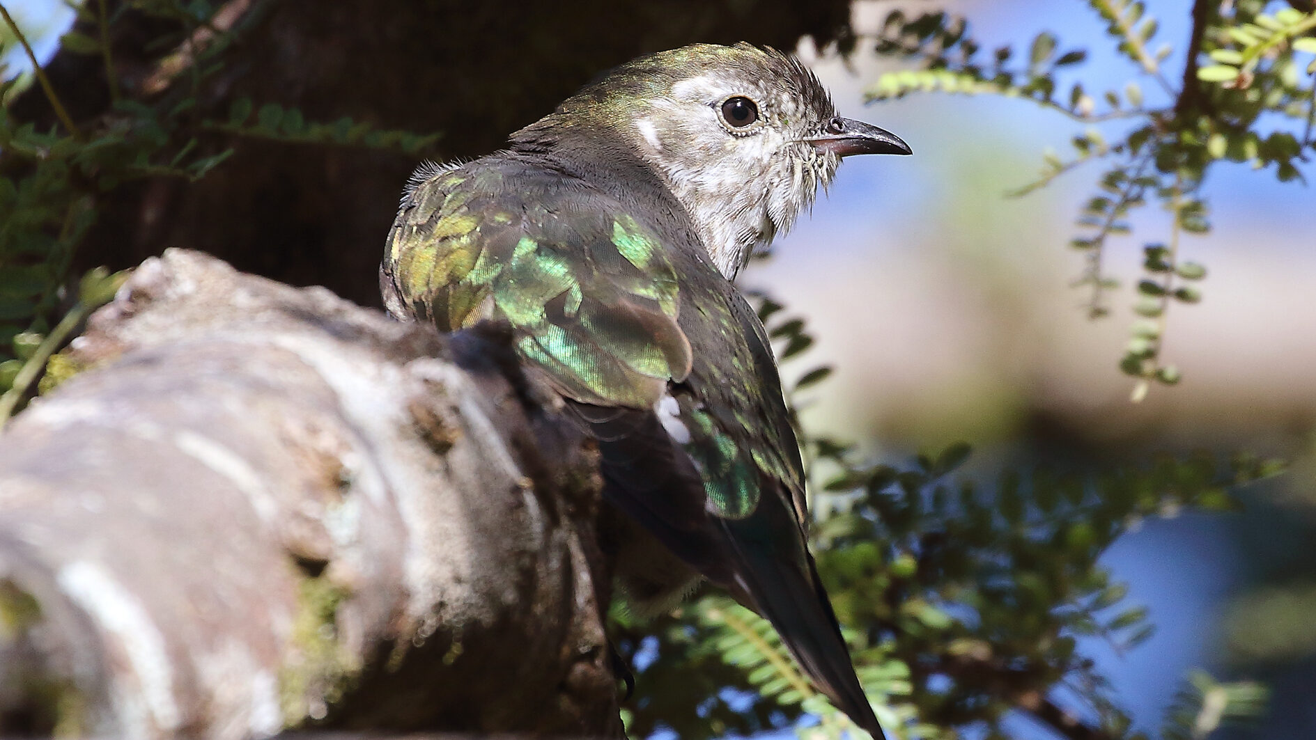 A shining cuckoo perched on a branch.